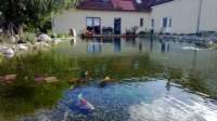 Schwimmteich